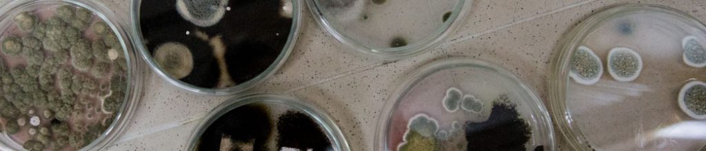 mould-testing-ireland